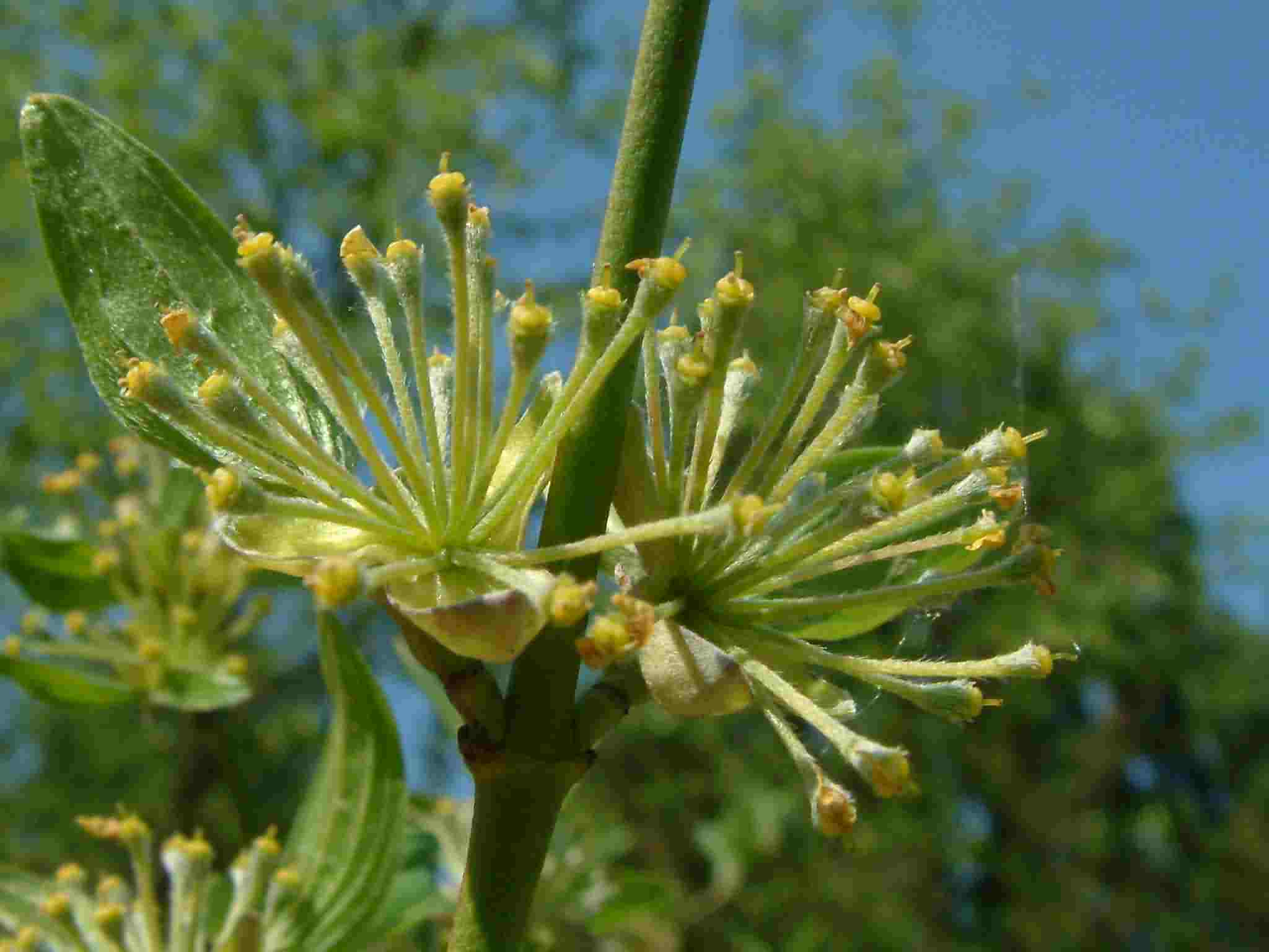 Cornus mas 2