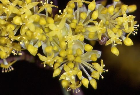 Cornus mas 1