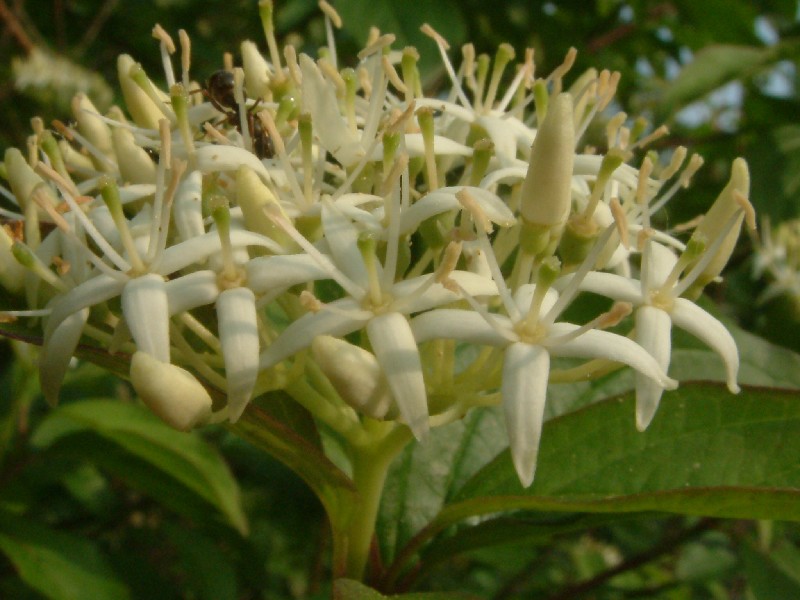 Cornus sanguinea 2