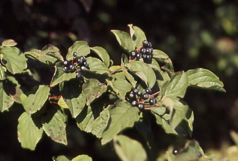 Cornus sanguinea 3