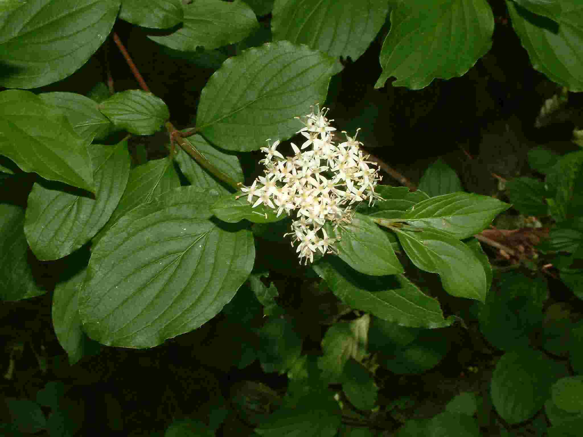 Cornus sanguinea 1