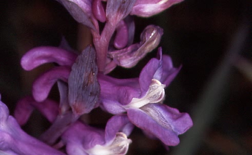 Corydalis cava 3