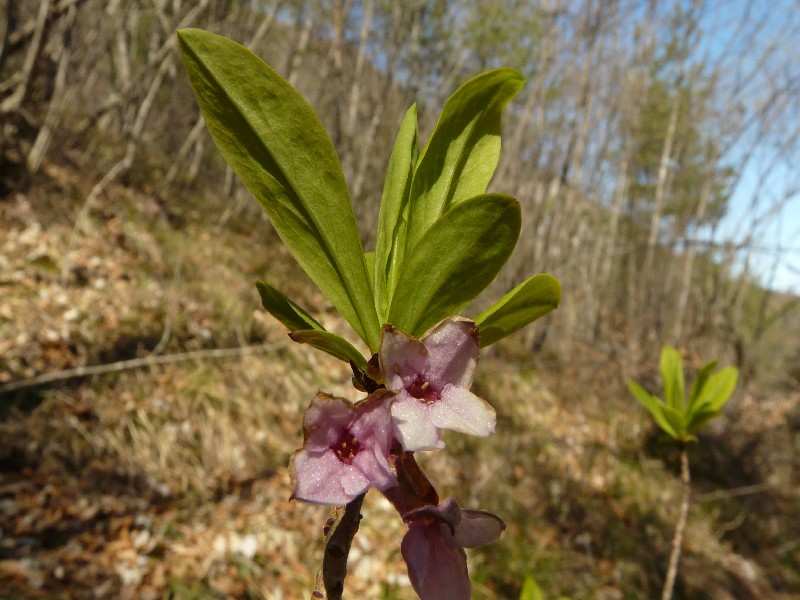 Daphne mezereum 1