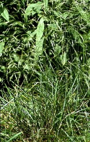 Deschampsia cespitosa 2
