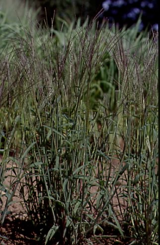 Digitaria sanguinalis 1