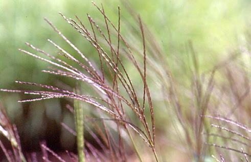 Digitaria sanguinalis 2