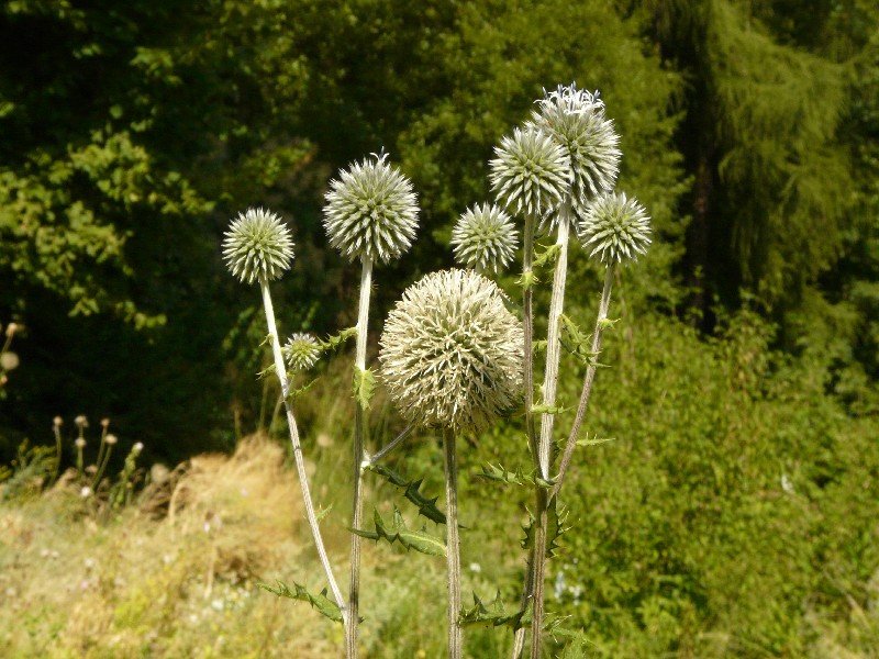 Echinops sphaerocephalus 1