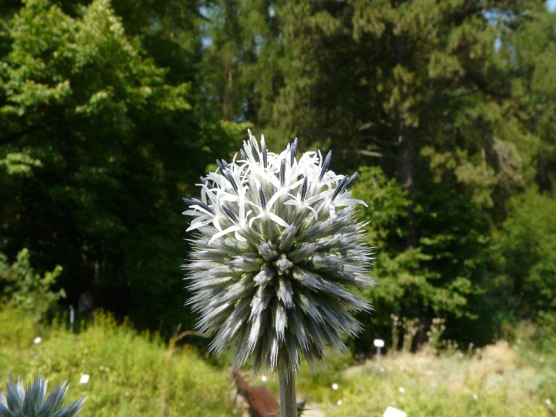 Echinops sphaerocephalus 2