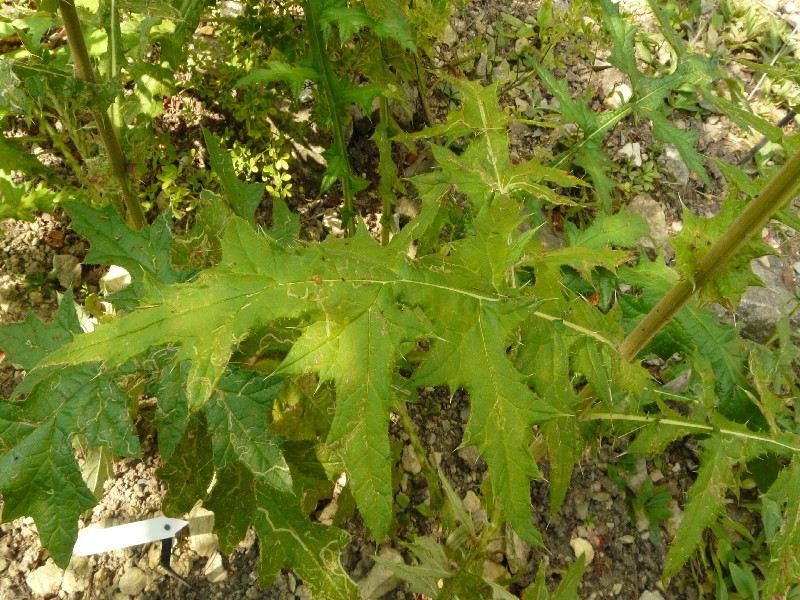 Echinops sphaerocephalus 4