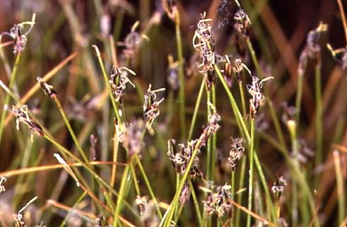 Eleocharis acicularis 1