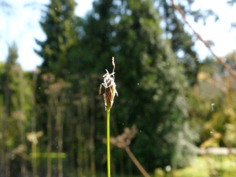 Eleocharis acicularis 2