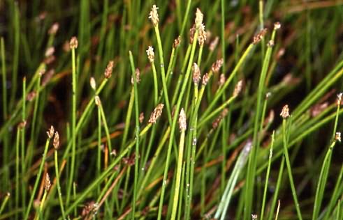 Eleocharis mamillata 1