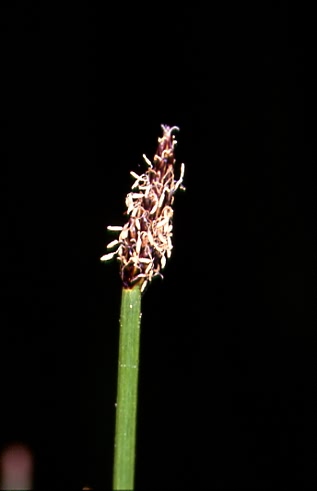 Eleocharis ovata 1
