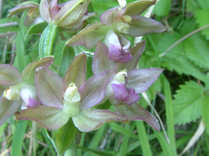 Epipactis helleborine 1