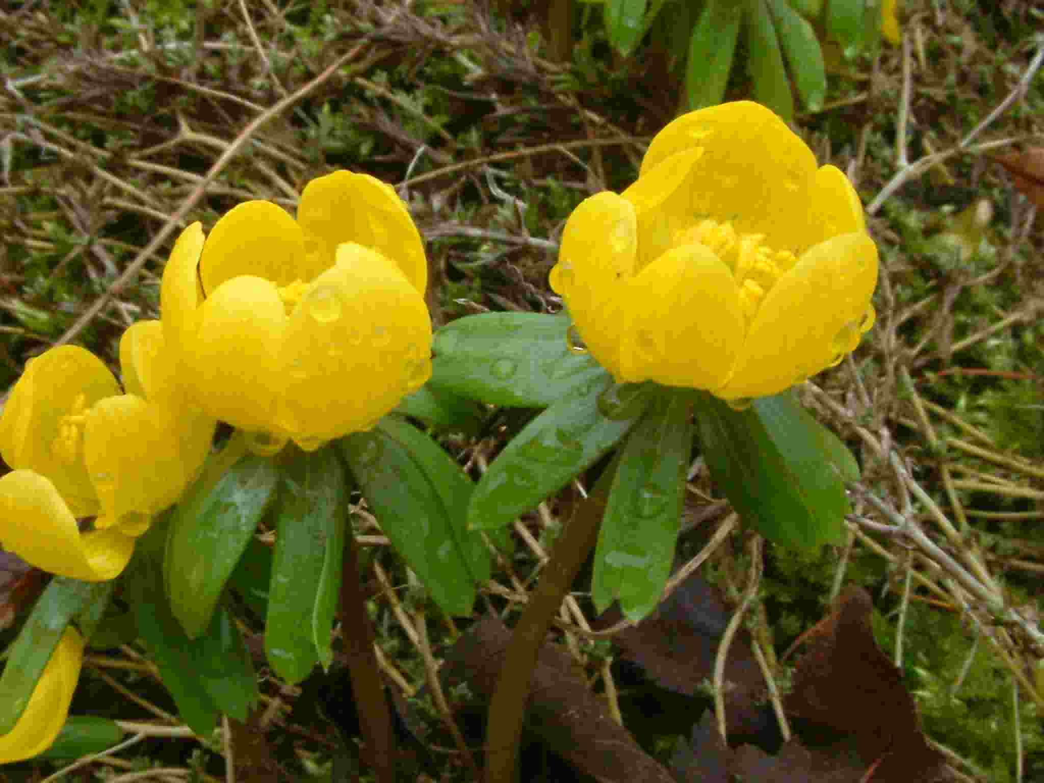 Eranthis hyemalis 1
