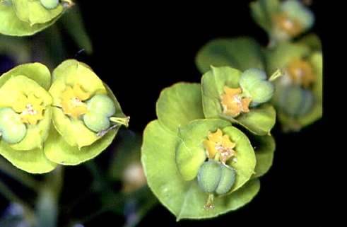 Euphorbia esula 2