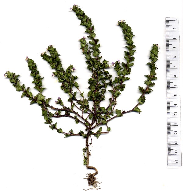 Euphrasia nemorosa 1