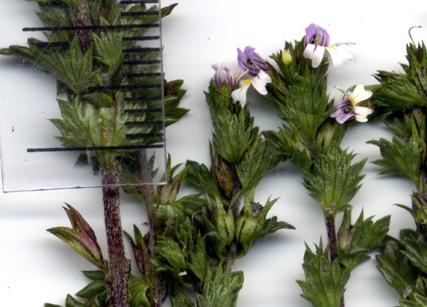 Euphrasia nemorosa 2