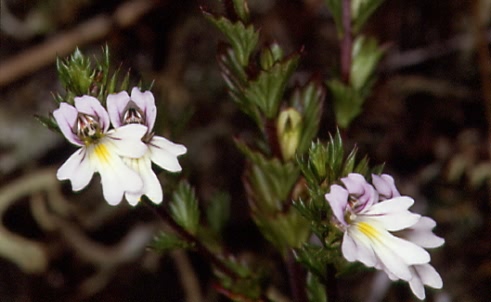 Euphrasia stricta 1