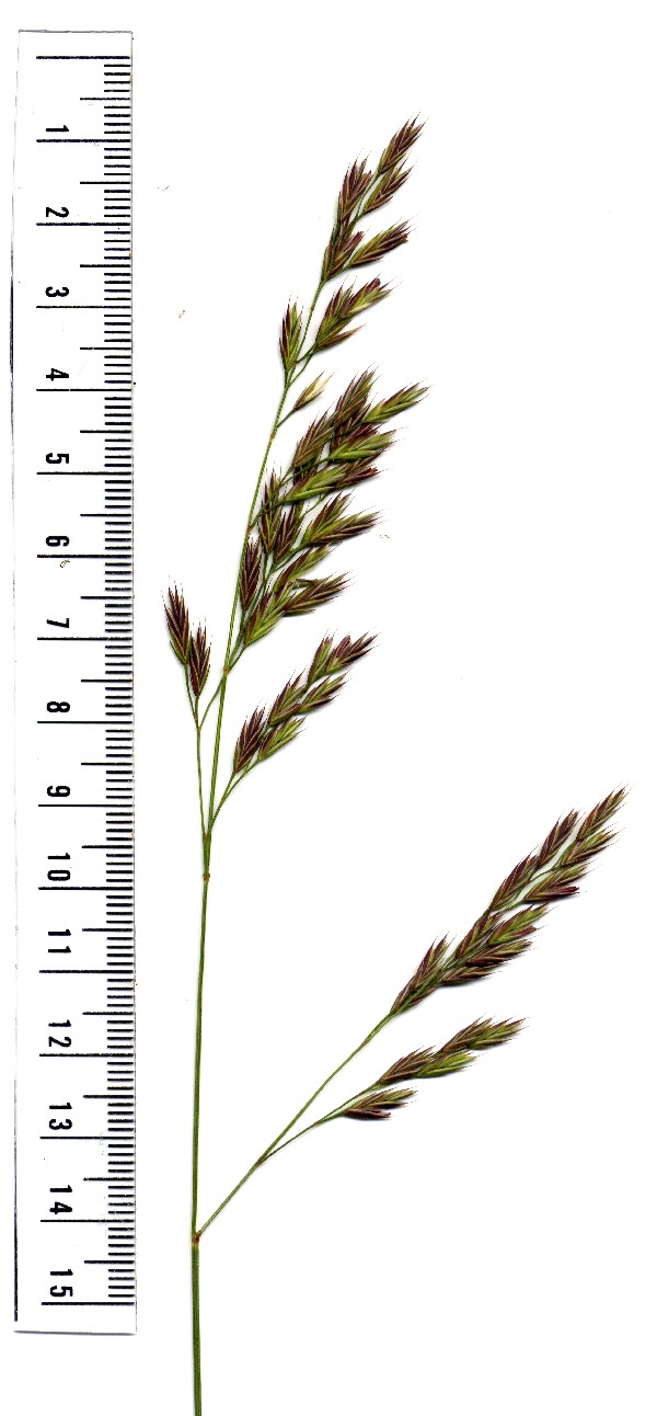 Festuca rubra 1