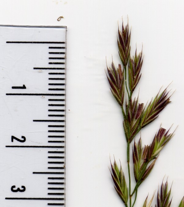Festuca rubra 2
