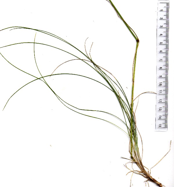 Festuca rubra 3