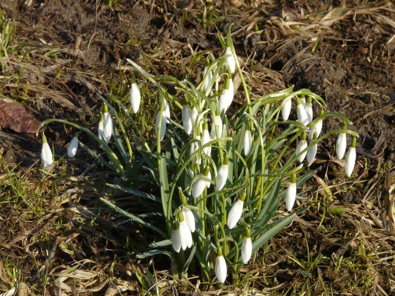 Galanthus nivalis