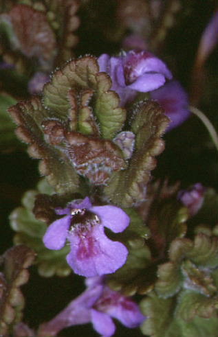 Glechoma hederacea 2