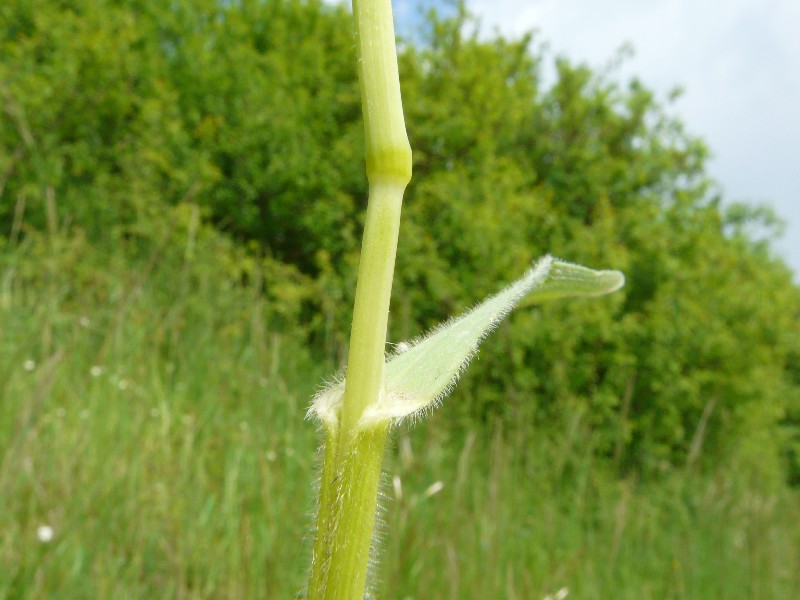 Helictotrichon pubescens 3