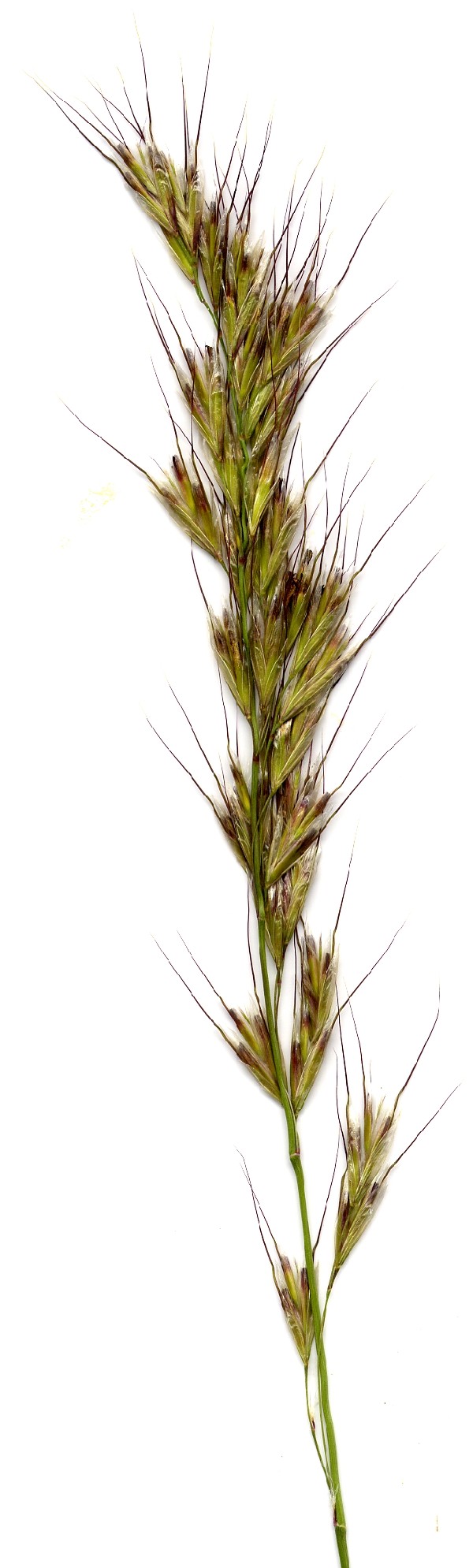 Helictotrichon pubescens 1