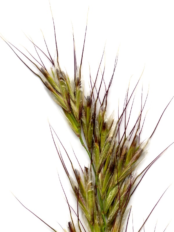 Helictotrichon pubescens 2