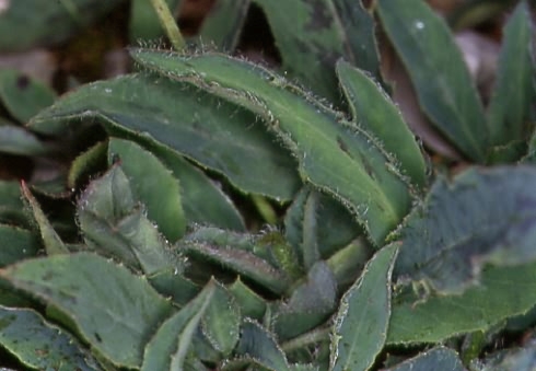 Hieracium franconicum 2