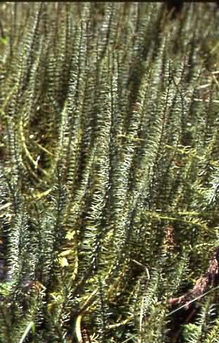 Hippuris vulgaris 1