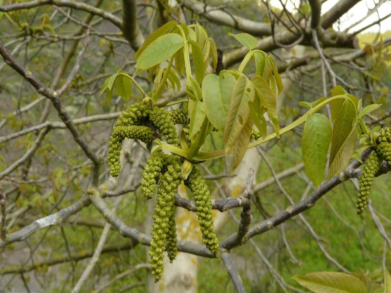 Juglans regia 2