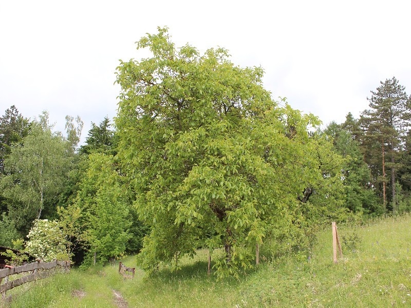 Juglans regia 1