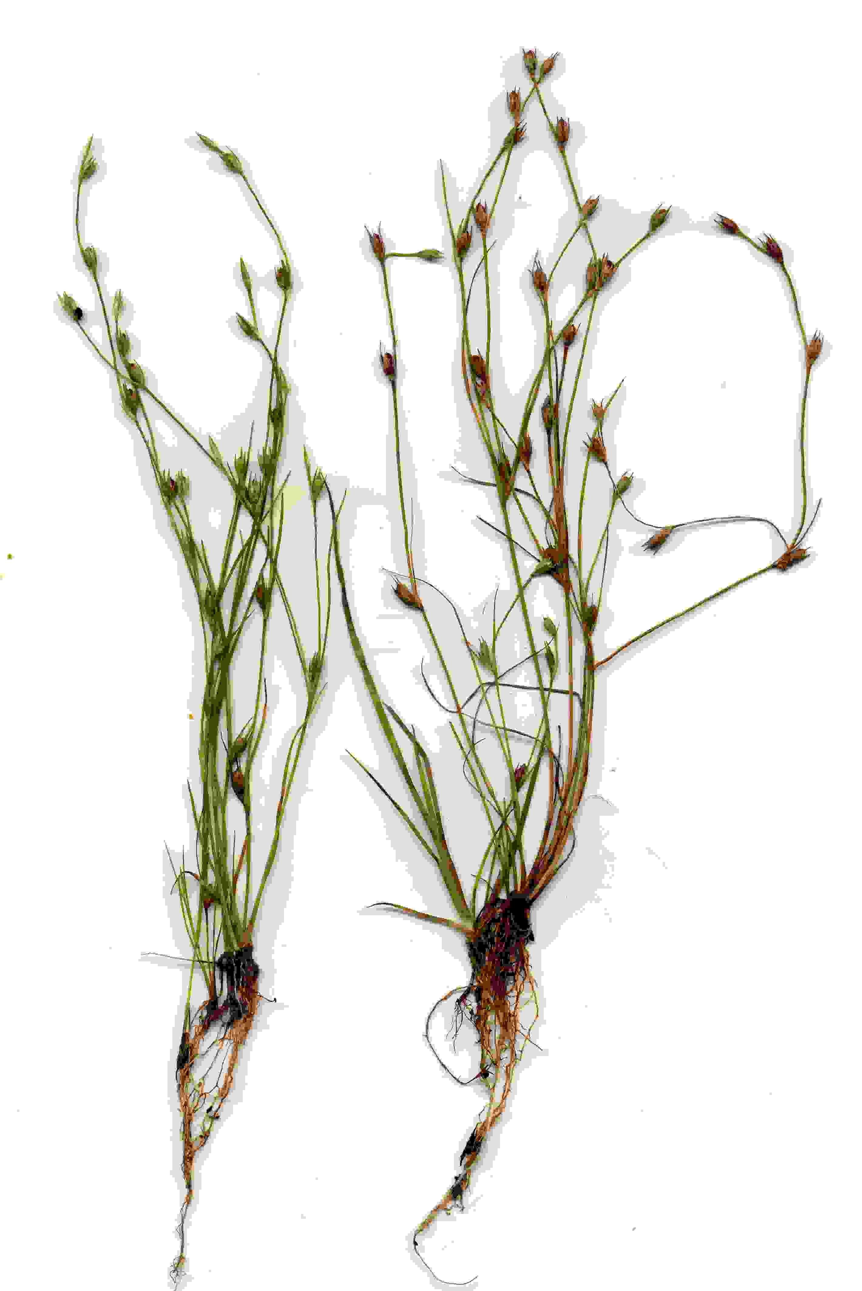 Juncus bufonius 1