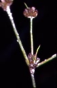 Juncus bulbosus 2