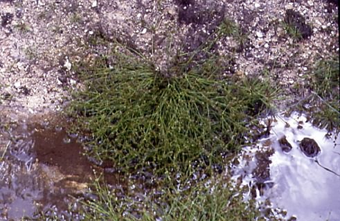 Juncus bulbosus 1