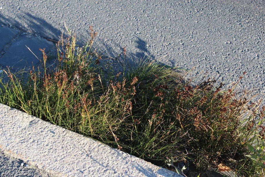 Juncus compressus 1