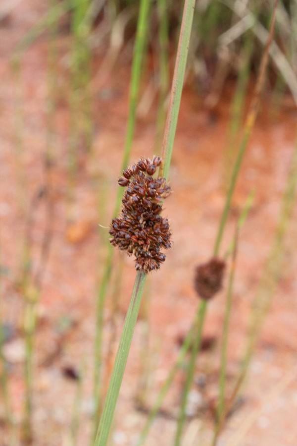 Juncus conglomeratus 2