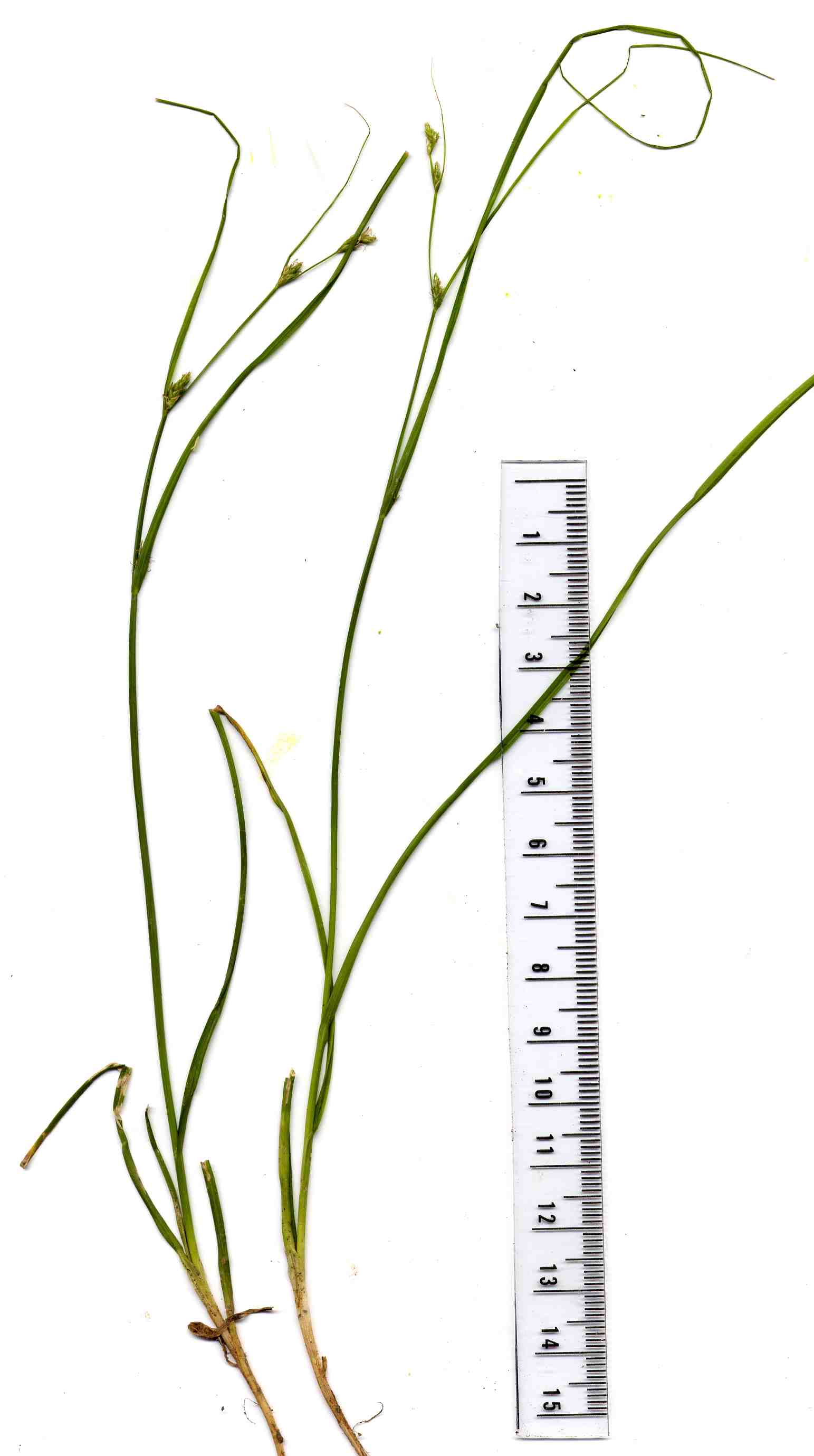 Juncus tenuis 3
