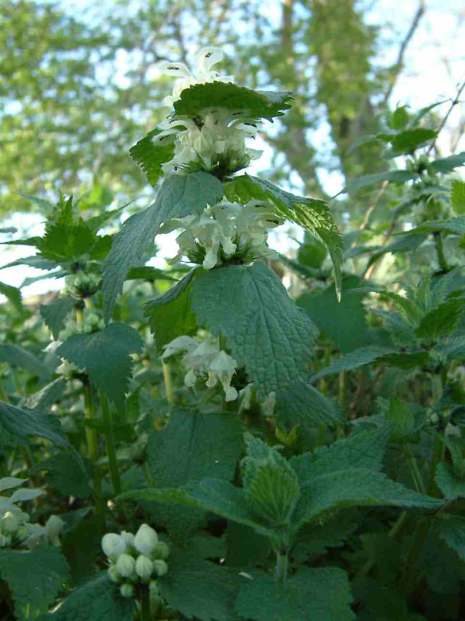 Lamium album 1