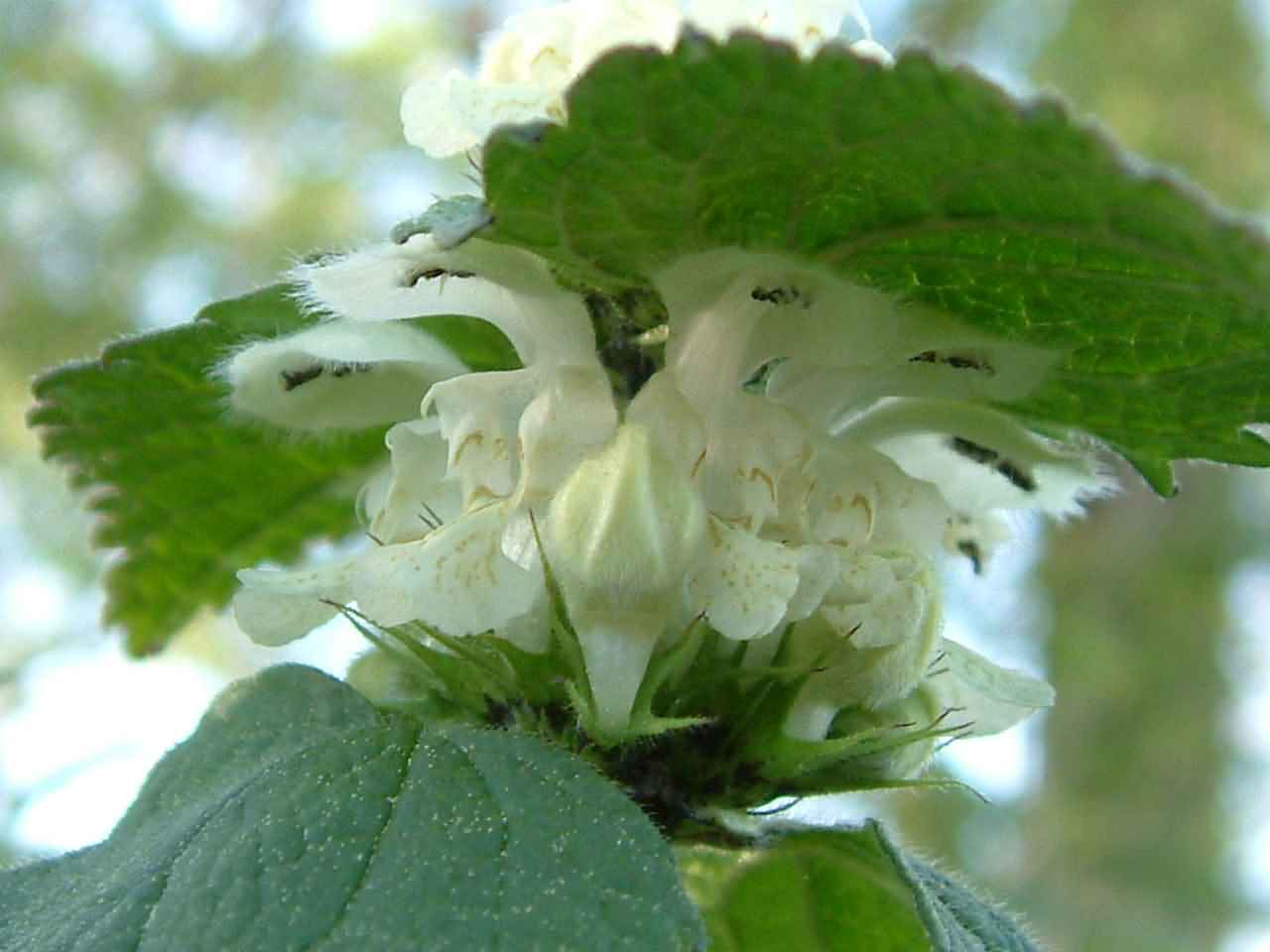 Lamium album 2