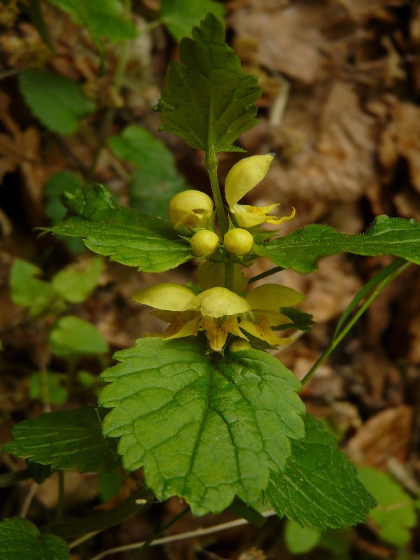 Lamiastrum galeobdolon 2