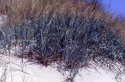 Leymus arenarius 1