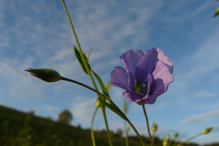 Linum usitatissimum 2