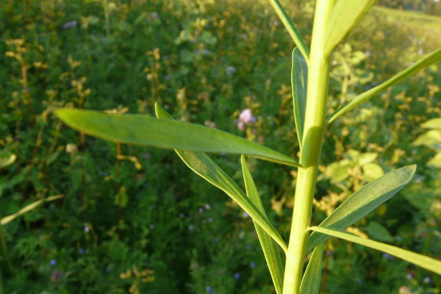 Linum usitatissimum 4
