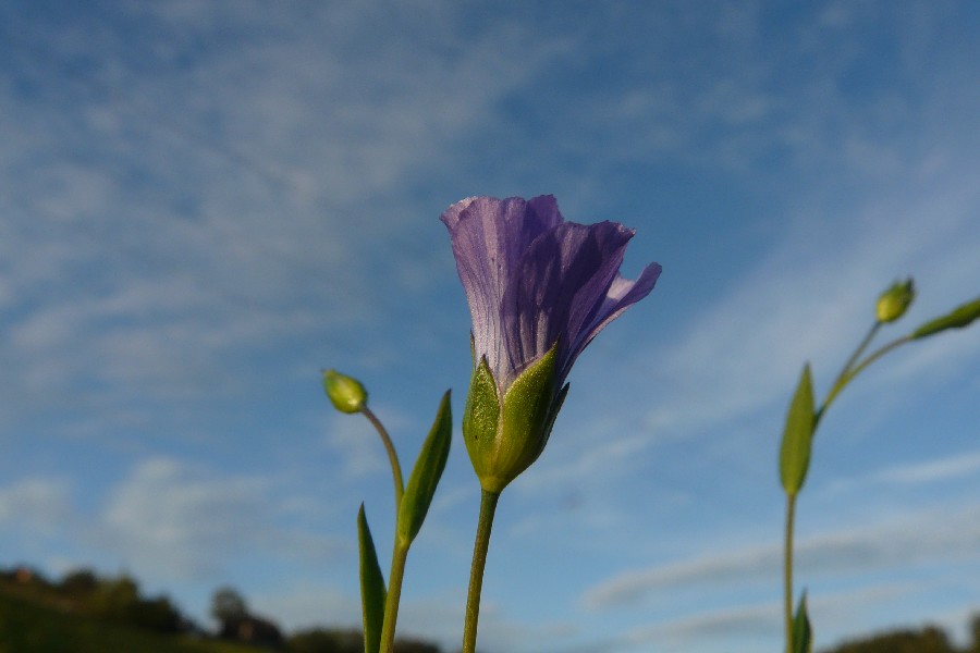 Linum usitatissimum 3