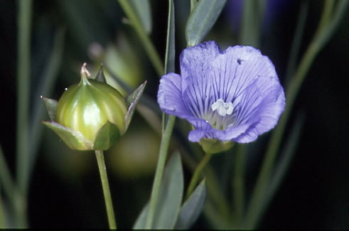 Linum usitatissimum 1