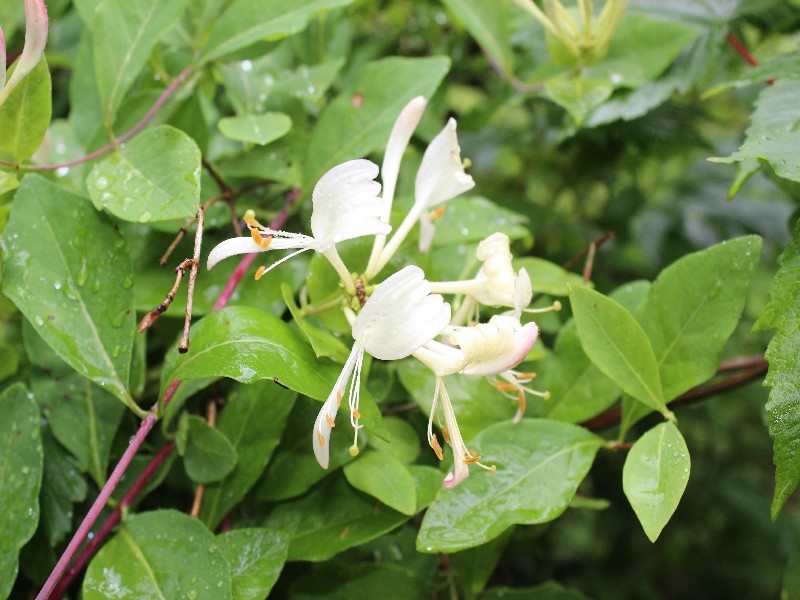 Lonicera periclymenum 2
